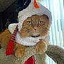 cat, orange_cat, costume, snowman_costume, holiday, festive, indoor, cat_tree, feline, pet, animal, fur, whiskers, paws, window_blinds, carpeted_surface, orange_fur, holiday_decor, cute, serious_expression