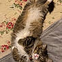 cat, fluffy_cat, long_hair, lying_down, relaxed, sleepy, pet, indoor, quilt, blanket, fur, collar, bell, paws, cozy, cute, animal, tabby, white_fur, brown_fur