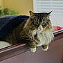 Louie The Munchkin is registered to the contest to win money with this photo: cat, fluffy, bed, blanket, wooden_furniture, indoor, pet, relaxed, window, blinds, fur, collar, green_eyes, paws, resting, cozy, domestic, animal, mammal, home