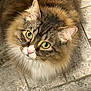 Louie The Munchkin is registered to the contest to win money with this photo: cat, fluffy, green_eyes, fur, pet, animal, indoor, floor, stone_floor, curious, looking_up, close_up, whiskers, ears, pink_nose, tabby, domestic_cat, mammal, cute, portrait