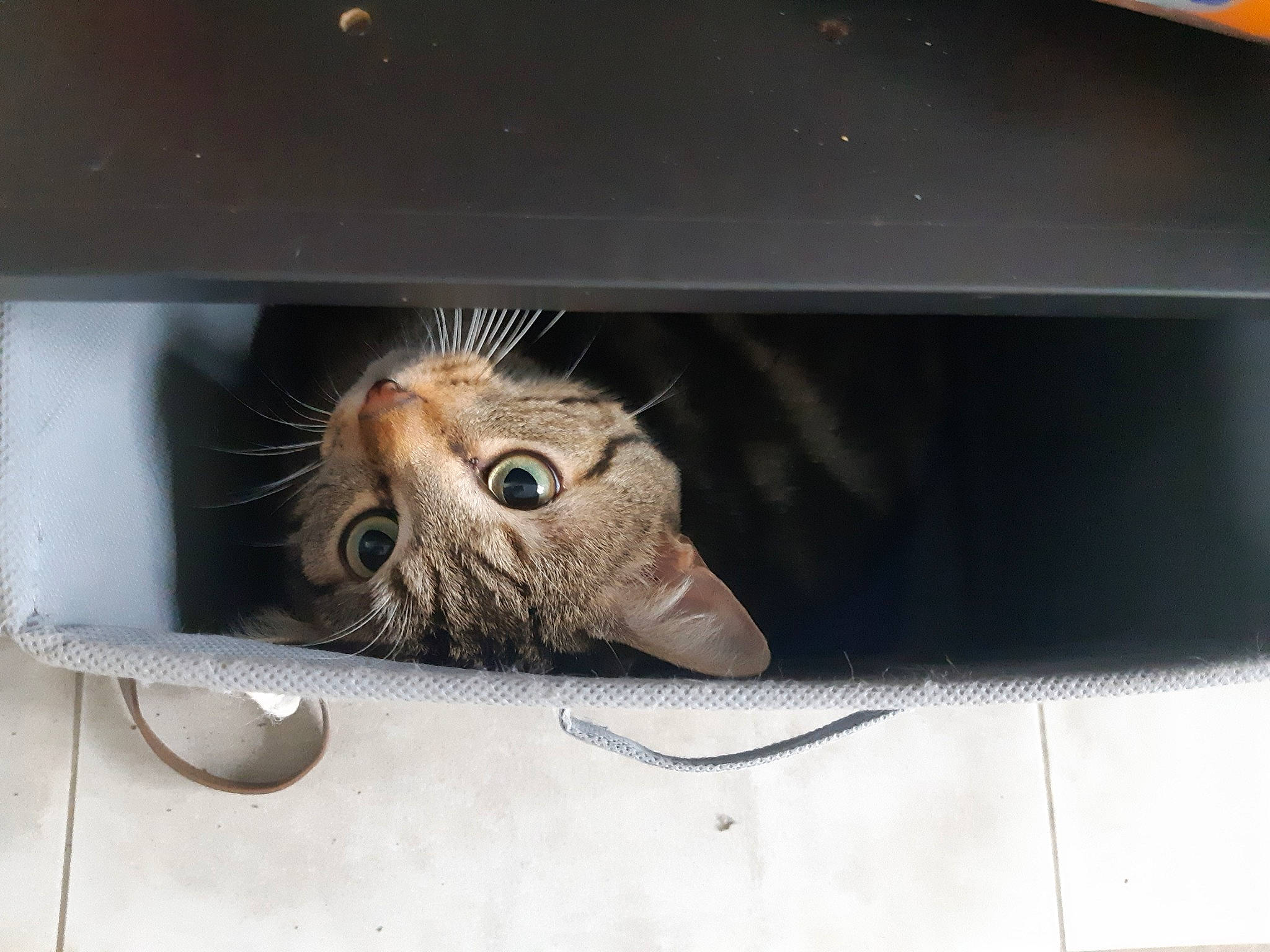 Bagheera participe au concours pour gagner de l'argent avec cette photo : box, carnivore, cat, claw, comfort, domestic_short_haired_cat, fawn, felidae, fur, metal, paw, rectangle, room, small_to_medium_sized_cats, snout, tail, vehicle_door, whiskers, wildlife, wood