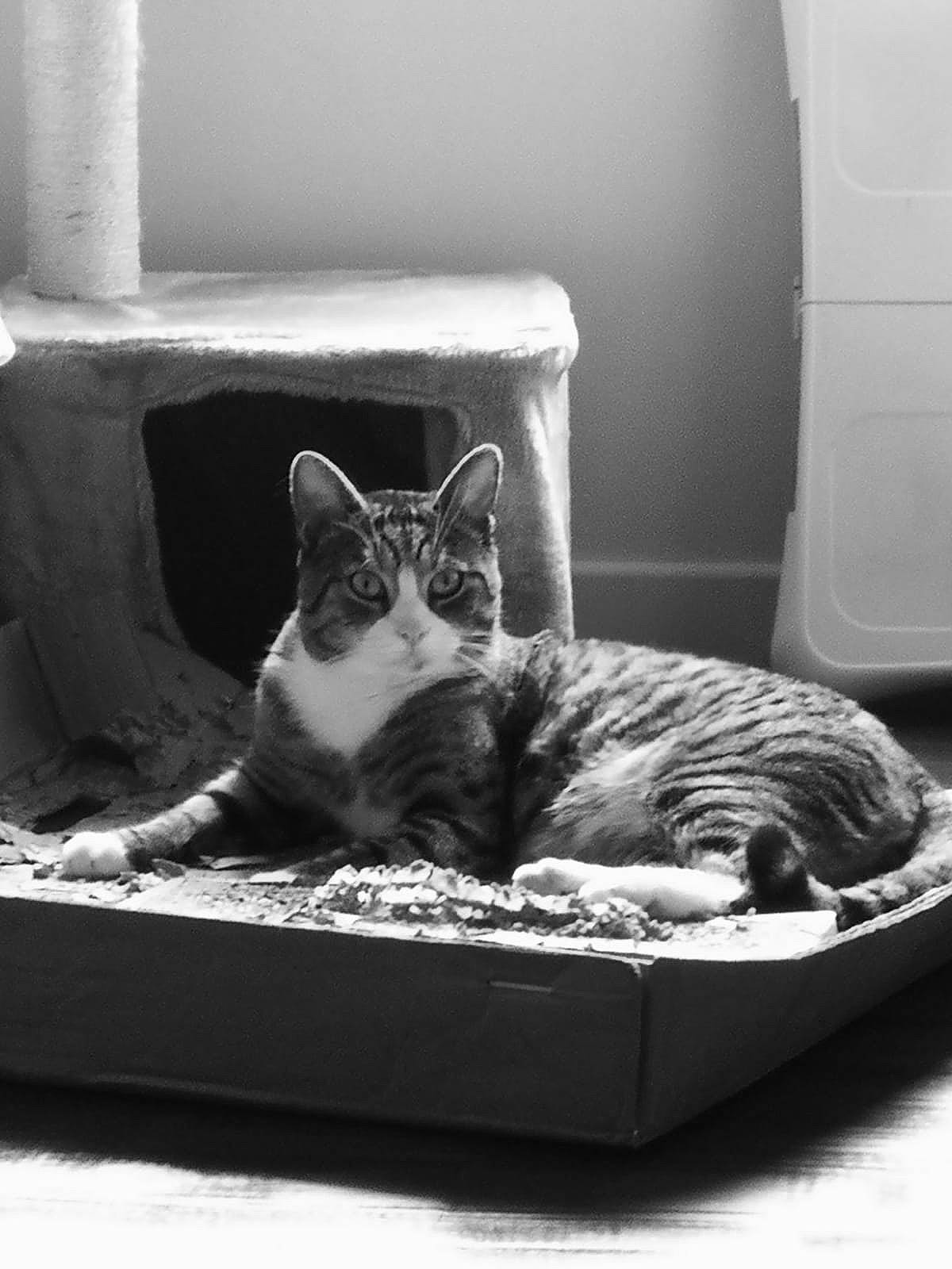 Miaouss a rejoint le concours — aidez-le/la à gagner de superbes lots ! black, black_and_white, carnivore, cat, cat_supply, comfort, felidae, grey, mammal, monochrome, monochrome_photography, sitting, small_to_medium_sized_cats, snout, style, tail, whiskers, white, window, wood