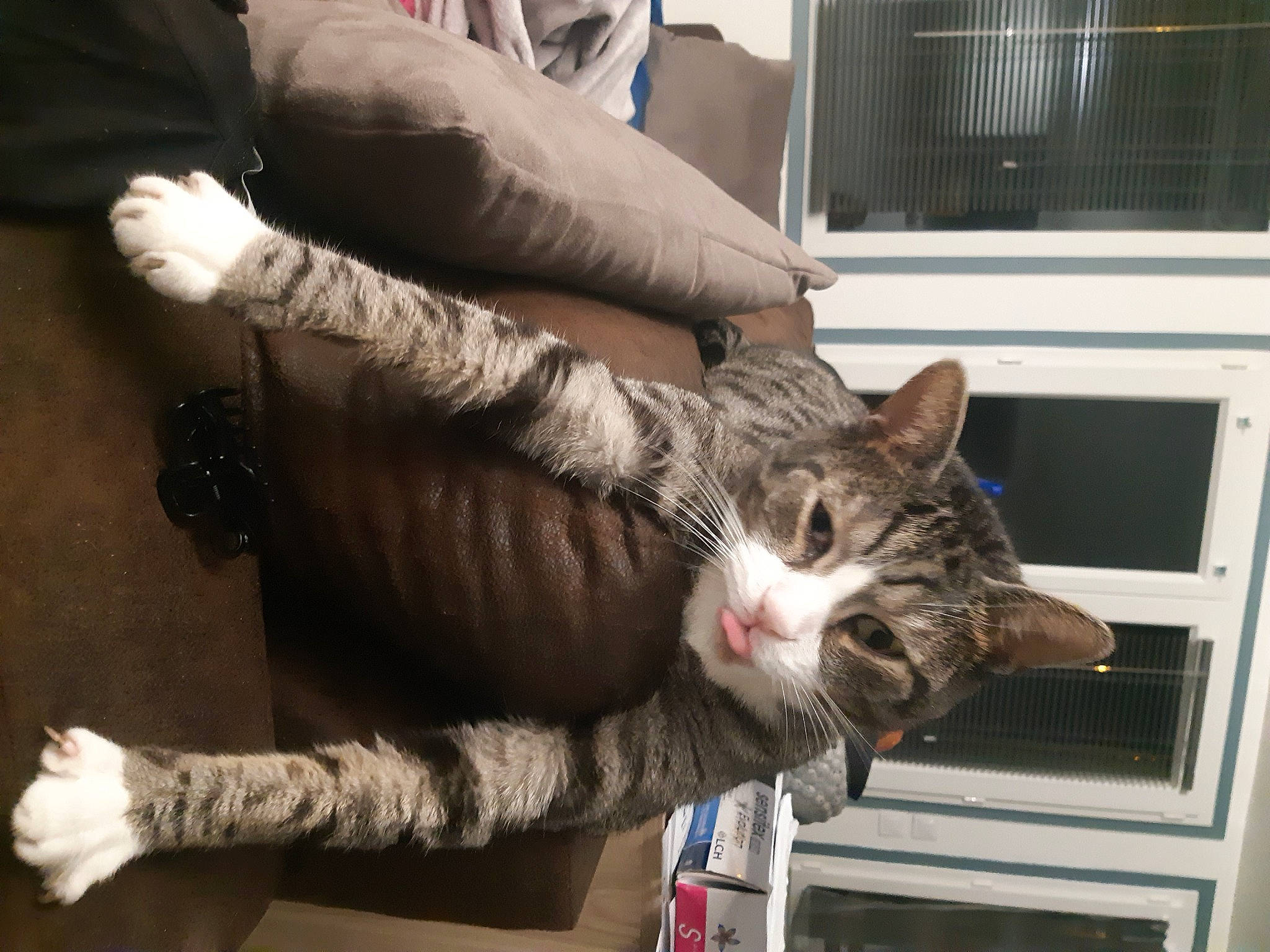 Miaouss participe au concours pour gagner de l'argent avec cette photo : carnivore, cat, comfort, couch, domestic_short_haired_cat, felidae, foot, fur, gesture, human_leg, lap, leg, nail, small_to_medium_sized_cats, snout, tail, thigh, whiskers, window, wrist