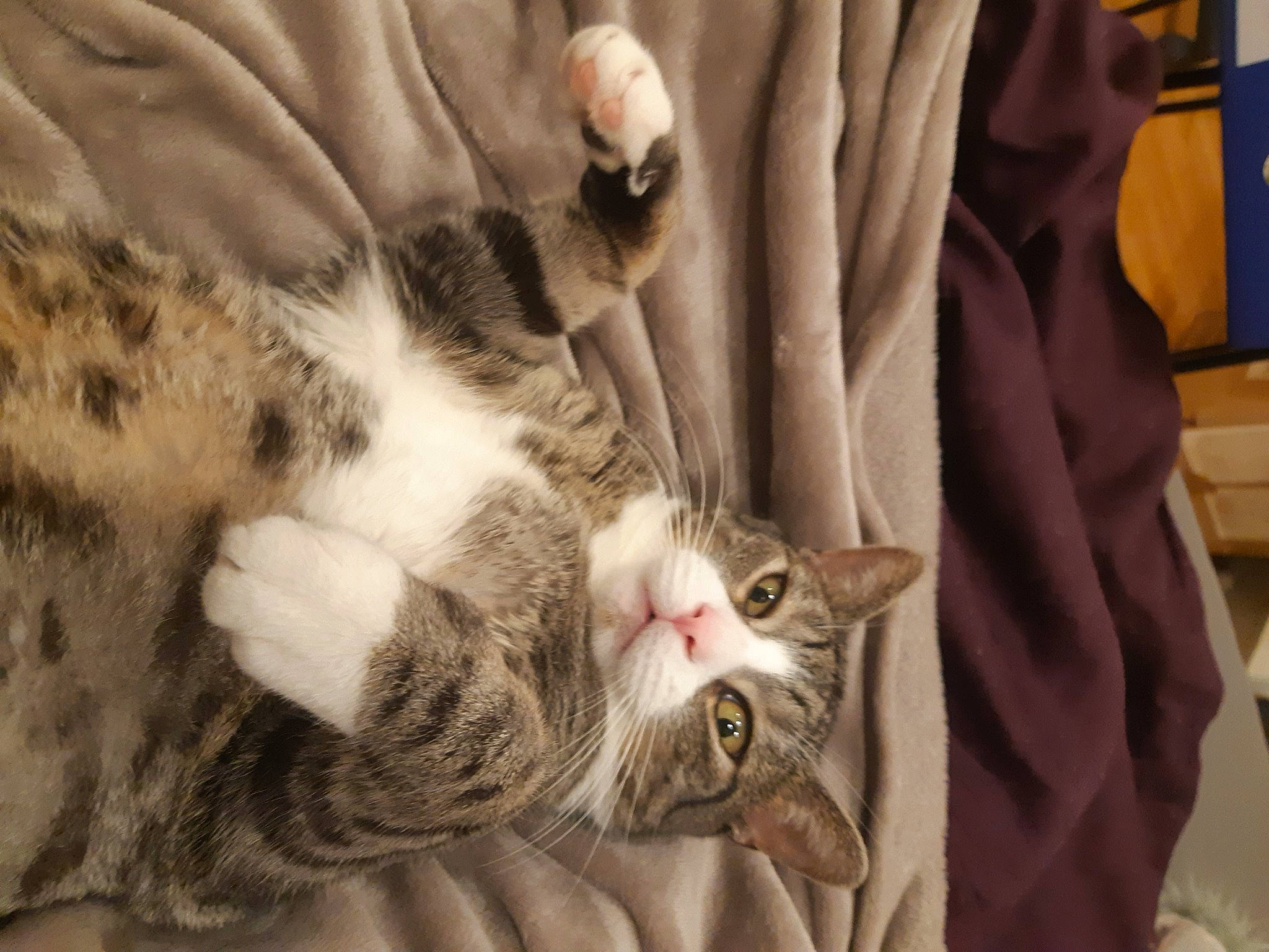 Miaouss participe au concours pour gagner de l'argent avec cette photo : carnivore, cat, claw, close_up, comfort, domestic_short_haired_cat, fawn, felidae, fur, linens, nap, paw, sleep, small_to_medium_sized_cats, tail, whiskers