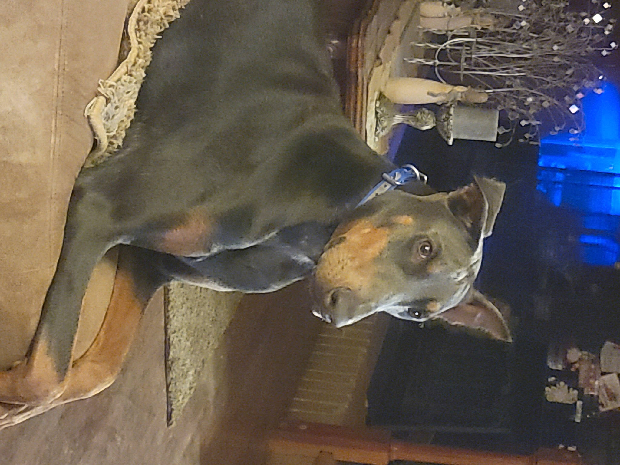 Mia is registered to the contest to win money with this photo: art, electric_blue, fawn, fish, idiophone, jaw, marine_biology, metal, musical_instrument, science, snout, terrestrial_animal, wildlife, wood, working_animal