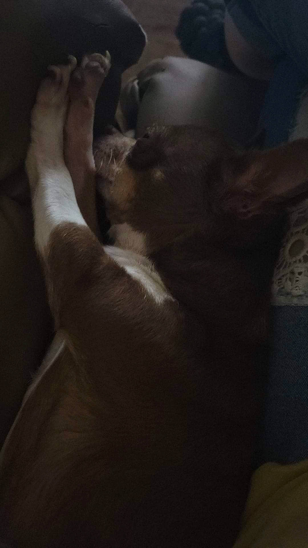 Sadie joined the competition — help win amazing prizes! abdomen, barechested, carnivore, chest, cloud, comfort, elbow, fawn, felidae, gesture, human_leg, knee, small_to_medium_sized_cats, snout, tail, thigh, tints_and_shades, trunk, whiskers, wrist