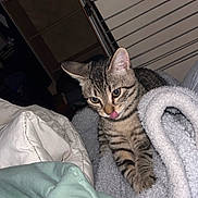 Grisou participe au concours pour gagner de l'argent avec cette photo : animal, bedding, bedroom, blanket, candid, cat, cozy, flash_photography, green_eyes, home, indoor, kitten, licking_nose, pet, pink_tongue, pointed_ears, portrait, striped_fur, tabby, whiskers