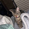 animal, bedding, bedroom, blanket, candid, cat, cozy, flash_photography, green_eyes, home, indoor, kitten, licking_nose, pet, pink_tongue, pointed_ears, portrait, striped_fur, tabby, whiskers
