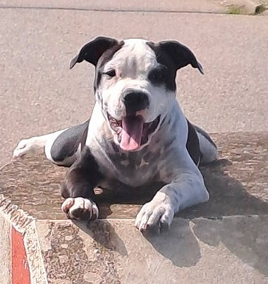 Boss a rejoint le concours — aidez-le/la à gagner de superbes lots ! ancient_dog_breeds, canidae, carnivore, collar, companion_dog, dog, dog_breed, fawn, hunting_dog, non_sporting_group, paw, snout, sporting_group, street_dog, terrestrial_animal, whiskers, working_animal, working_dog