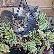Sweetie And Pete is registered to the contest to win money with this photo: kitten, cat, plant, hanging_plant, greenery, pot, brick_wall, cute, animal, fur, pet, outdoor, nature, leaf, young_animal, curious, resting, close_up, small, adorable
