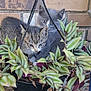kitten, cat, plant, hanging_plant, greenery, pot, brick_wall, cute, animal, fur, pet, outdoor, nature, leaf, young_animal, curious, resting, close_up, small, adorable