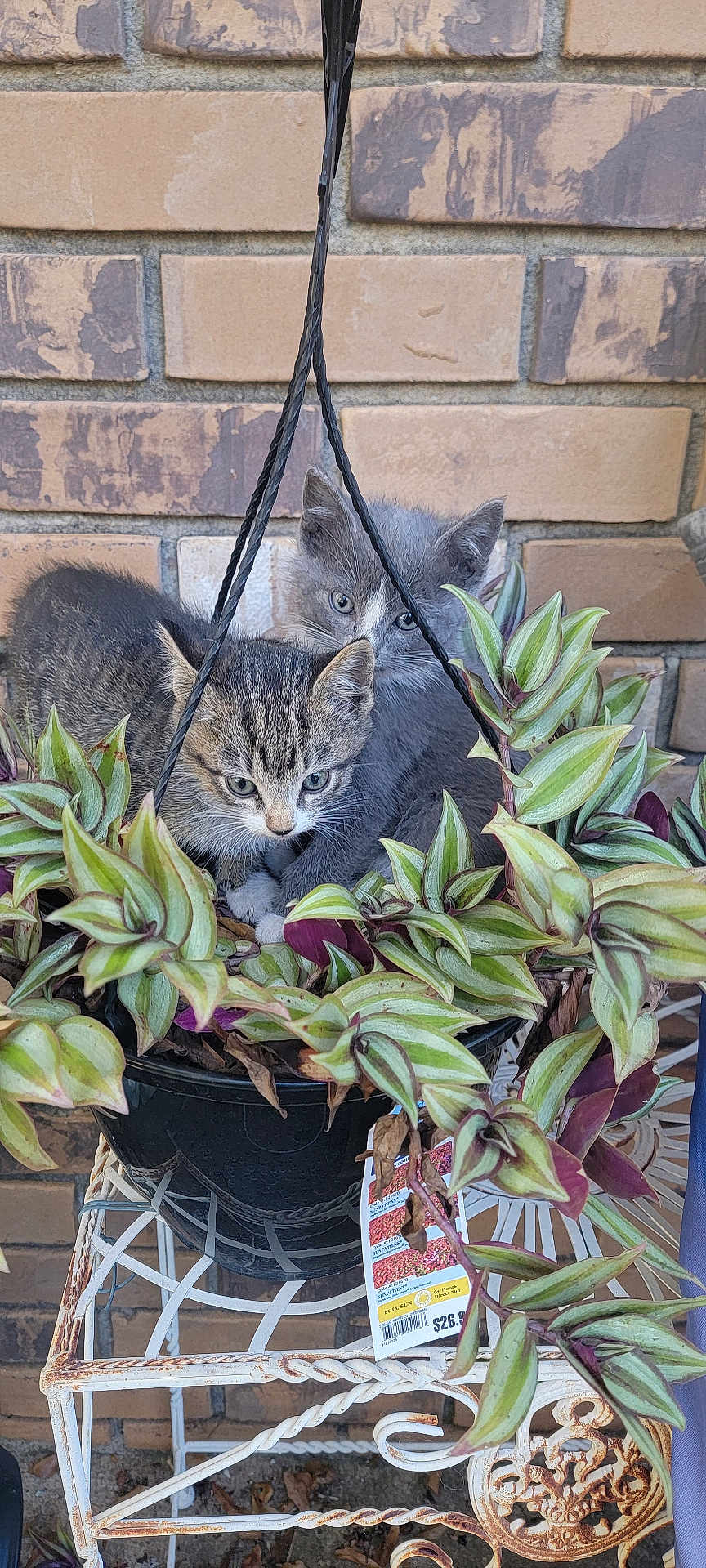 Sweetie And Pete is registered to the contest to win money with this photo: kitten, cat, plant, hanging_plant, greenery, pot, brick_wall, cute, animal, fur, pet, outdoor, nature, leaf, young_animal, curious, resting, close_up, small, adorable