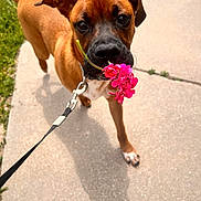Sam is registered to the contest to win money with this photo: dog, leash, flower, brown_dog, sidewalk, outdoor, pet, canine, grass, closeup, paw, collar, nature, cute, animal, summer, playful, adorable, walking, happy