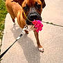 dog, leash, flower, brown_dog, sidewalk, outdoor, pet, canine, grass, closeup, paw, collar, nature, cute, animal, summer, playful, adorable, walking, happy
