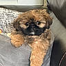 puppy, dog, pet, brown_fur, fluffy, small_dog, black_muzzle, sitting, lying_down, couch, sofa, blanket, indoor, home, portrait, close_up, cute, paws, dark_eyes, relaxed