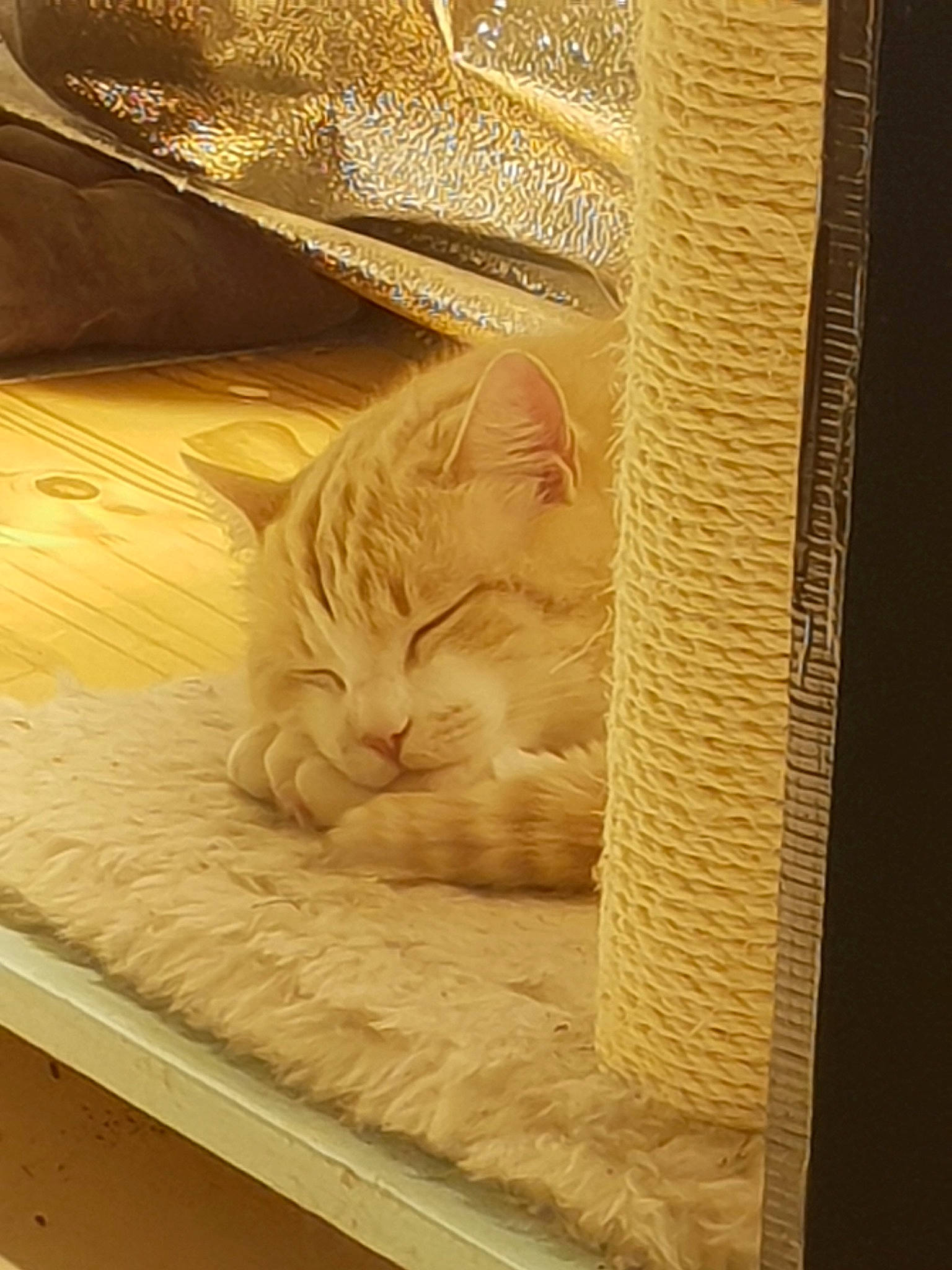 Lucci a rejoint le concours — aidez-le/la à gagner de superbes lots ! asian, british_shorthair, burmilla, carnivore, cat, domestic_short_haired_cat, european_shorthair, fawn, felidae, fur, kitten, sleep, small_to_medium_sized_cats, whiskers