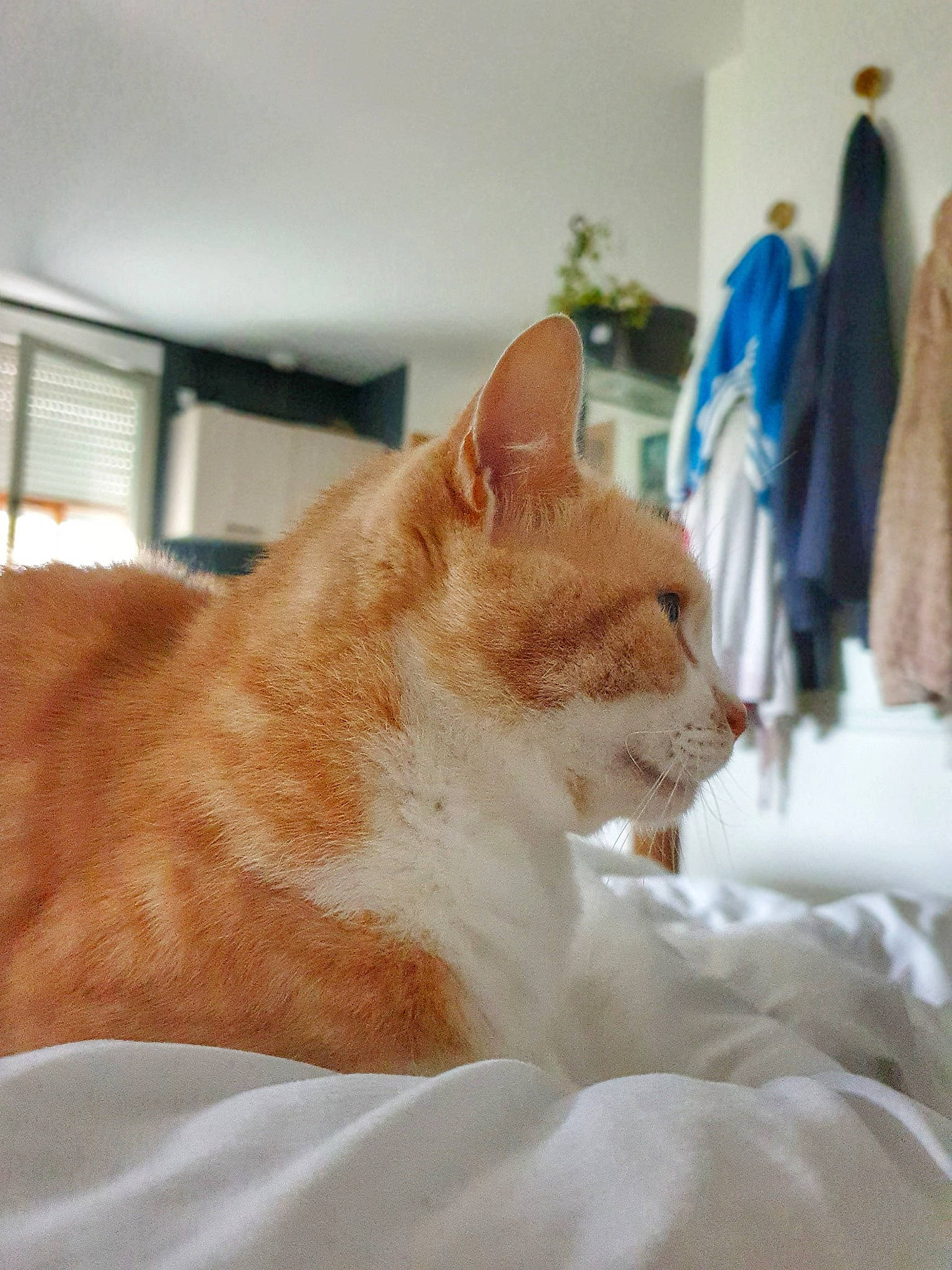 Lucci participe au concours pour gagner de l'argent avec cette photo : aegean_cat, carnivore, cat, domestic_short_haired_cat, ear, fawn, felidae, fur, mammal, room, small_to_medium_sized_cats, whiskers