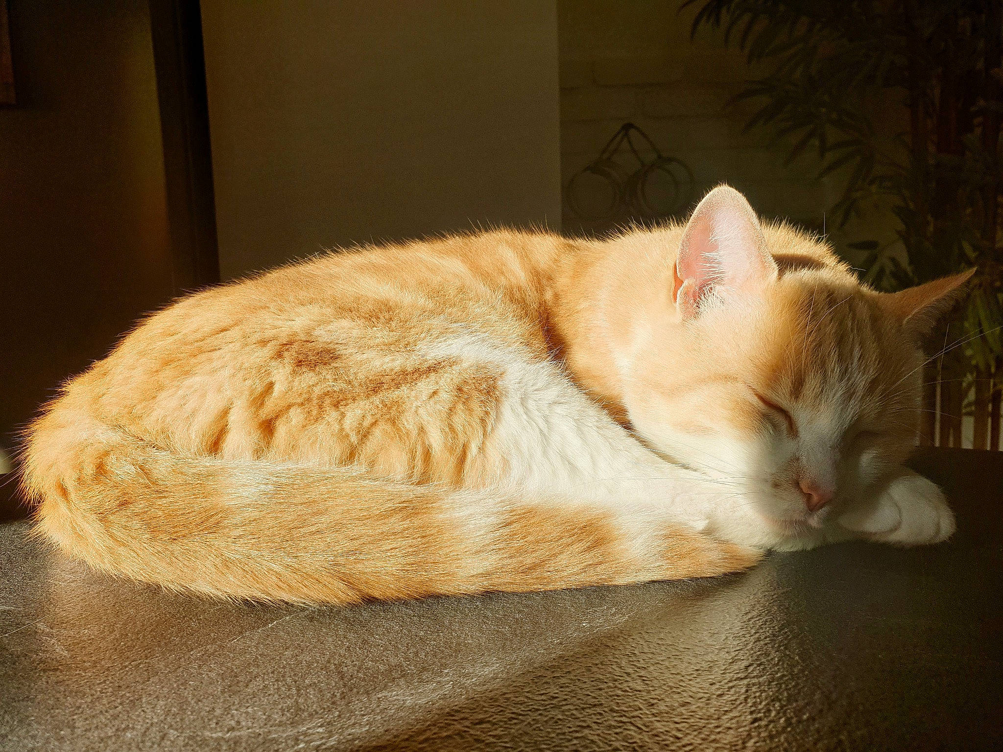 Lucci participe au concours pour gagner de l'argent avec cette photo : asian, burmilla, carnivore, cat, domestic_short_haired_cat, ear, european_shorthair, fawn, felidae, fur, kitten, mammal, nap, paw, small_to_medium_sized_cats, tabby_cat, tail, whiskers