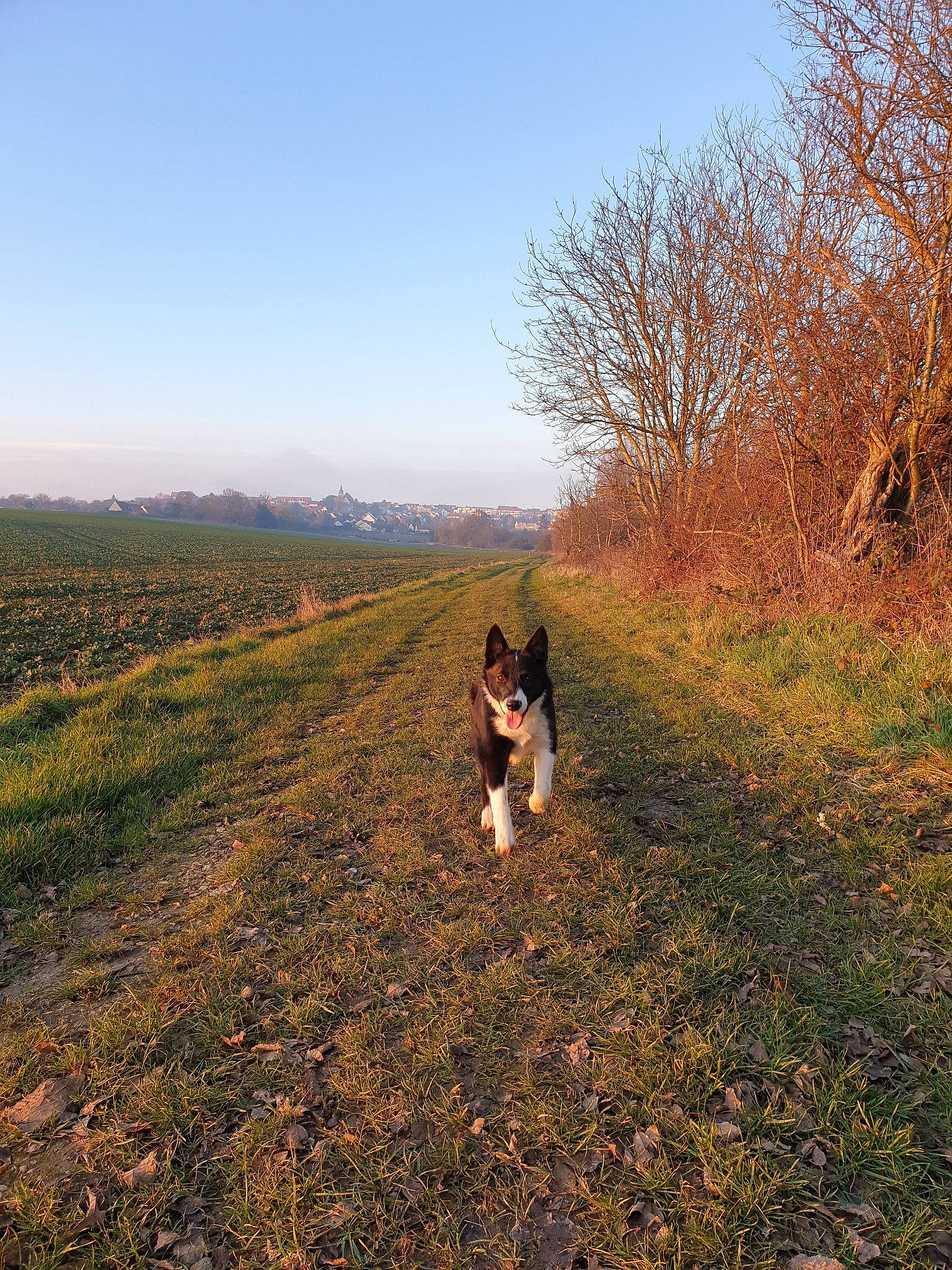 Percy participe au concours pour gagner de l'argent avec cette photo : autumn, border_collie, canidae, carnivore, dog, dog_breed, dog_hiking, dog_walking, english_springer_spaniel, grass, hill, mountain, rural_area, sky, soil, sporting_group, trail, tree, walking, wilderness