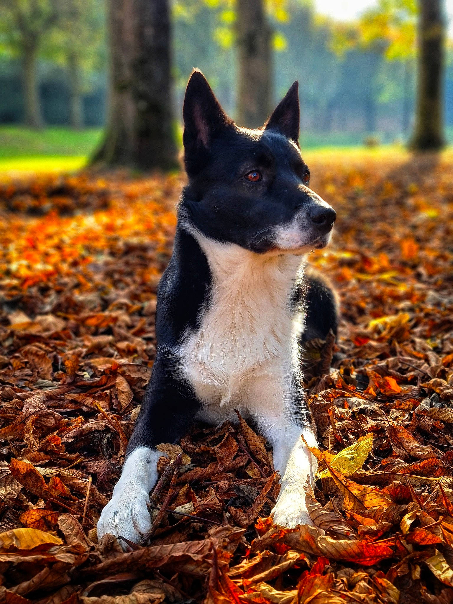 Percy participe au concours pour gagner de l'argent avec cette photo : autumn, border_collie, canidae, carnivore, deciduous, dog, dog_breed, forest, herding_dog, karelian_bear_dog, leaf, mammal, mcnab, plant, russo_european_laika, tree
