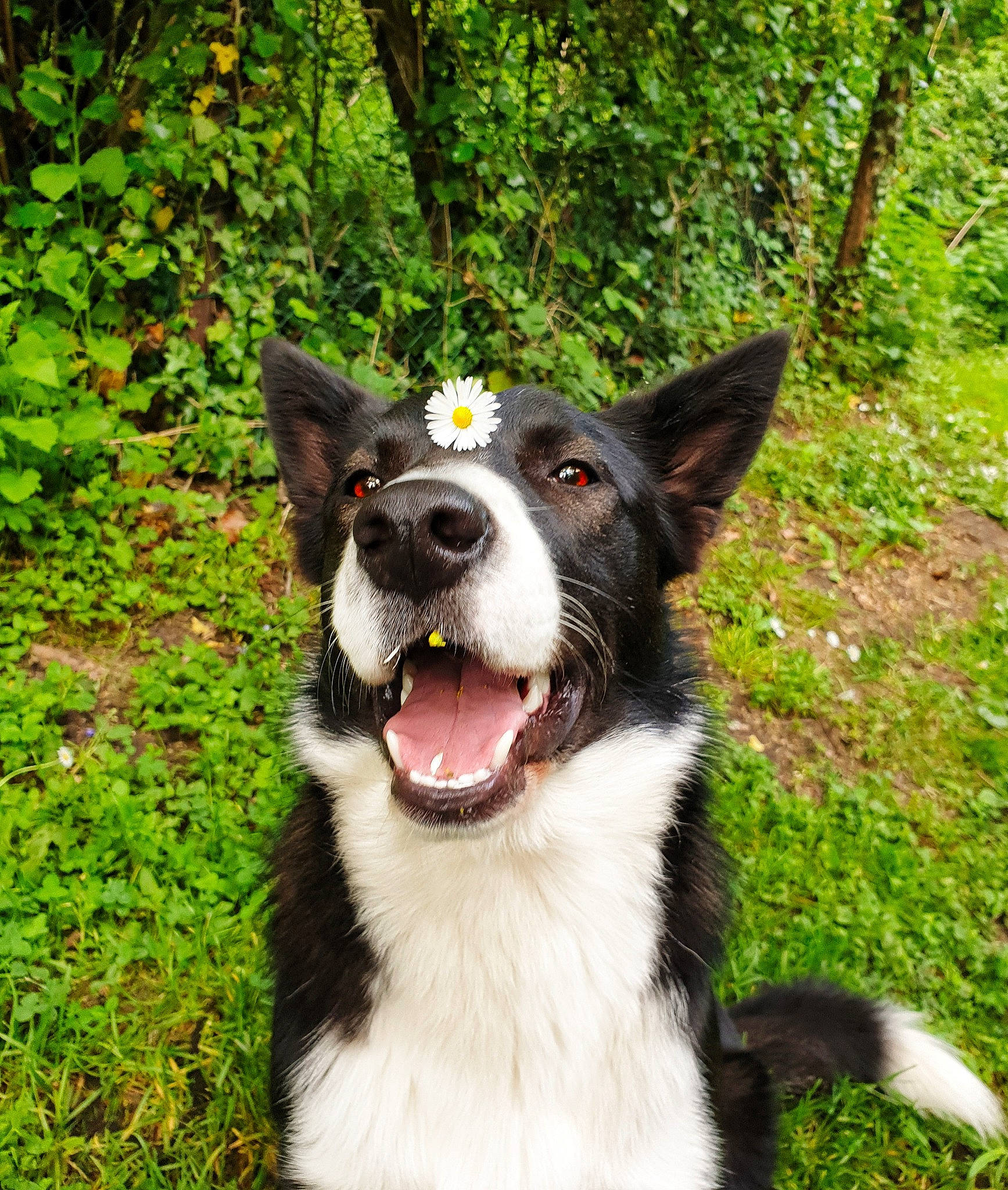 Percy a rejoint le concours — aidez-le/la à gagner de superbes lots ! australian_collie, australian_shepherd, border_collie, canidae, carnivore, dog, dog_breed, english_shepherd, herding_dog, karelian_bear_dog, mammal, mcnab, plant, rare_breed_dog, russo_european_laika, snout, vertebrate, welsh_sheepdog, working_dog