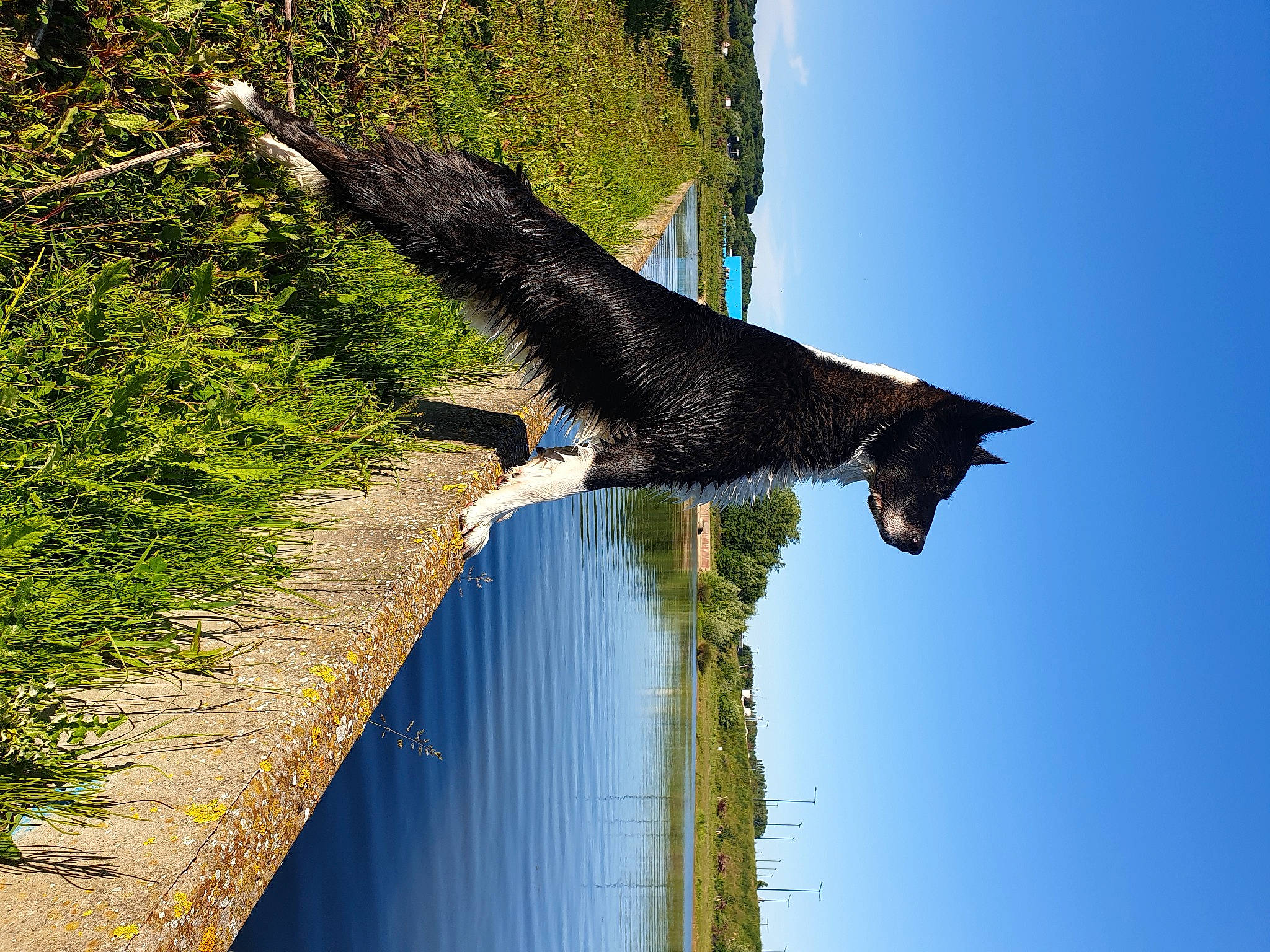 Percy participe au concours pour gagner de l'argent avec cette photo : blue, canidae, carnivore, cat, felidae, plant, reflection, small_to_medium_sized_cats, snout, sporting_group, sunlight, tail, tree, water, whiskers