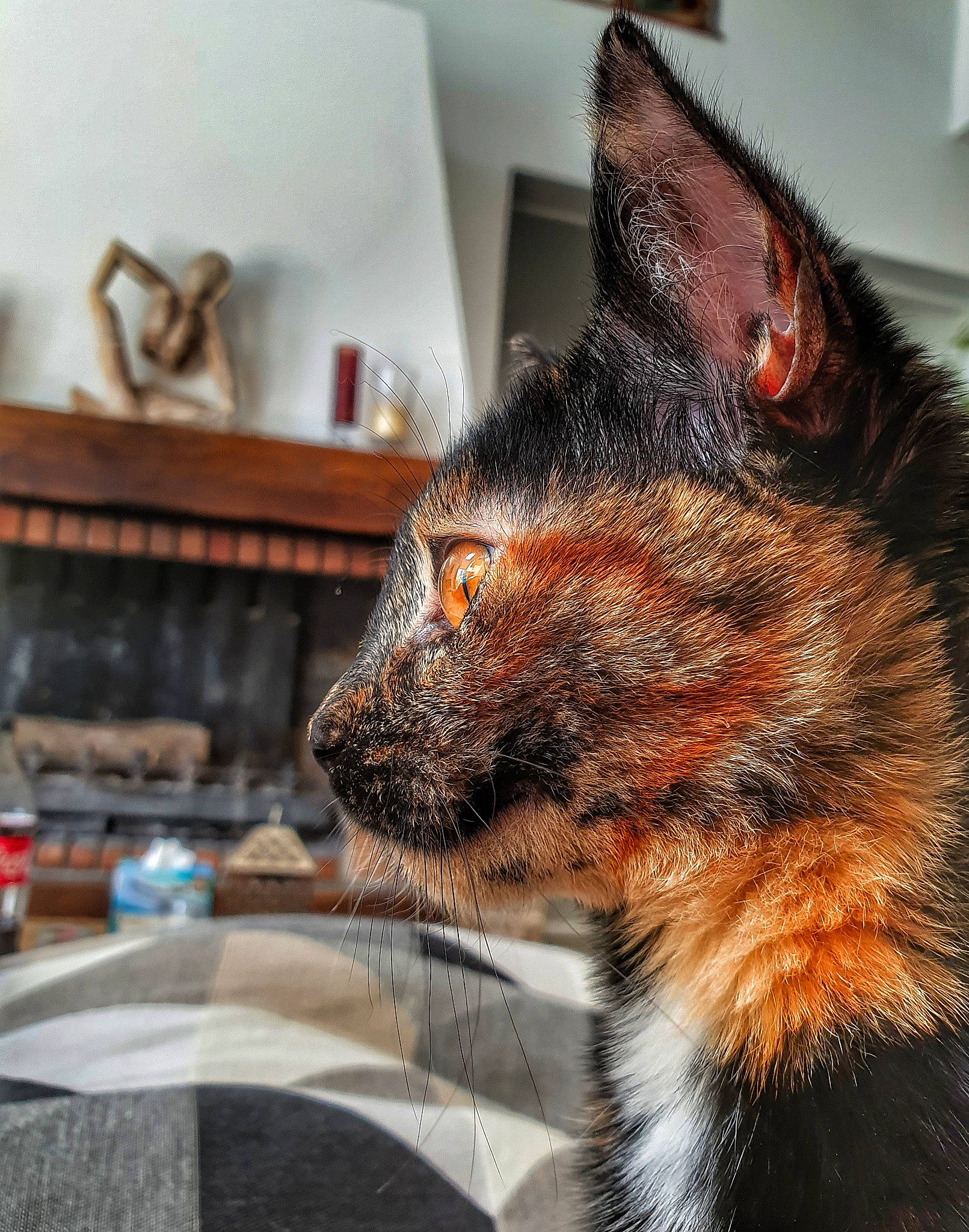 Pandora participe au concours pour gagner de l'argent avec cette photo : canidae, carnivore, cat, domestic_short_haired_cat, ear, felidae, fur, mammal, nose, small_to_medium_sized_cats, snout, whiskers