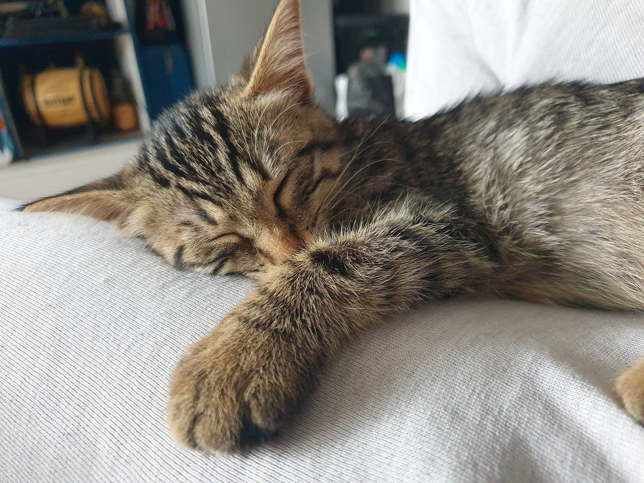 Rhapsody a rejoint le concours — aidez-le/la à gagner de superbes lots ! asian, california_spangled, carnivore, cat, claw, domestic_short_haired_cat, dragon_li, ear, european_shorthair, felidae, fur, kitten, nap, paw, pixie_bob, sleep, small_to_medium_sized_cats, tabby_cat, whiskers, wild_cat