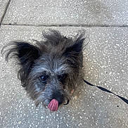 Chloe Jade joined the competition — help win amazing prizes! animal, canine, close_up, concrete, cute, daylight, dog, ears, fur, leash, looking_up, outdoor, pet, playful, scruffy, sidewalk, small_dog, texture, tongue, walking