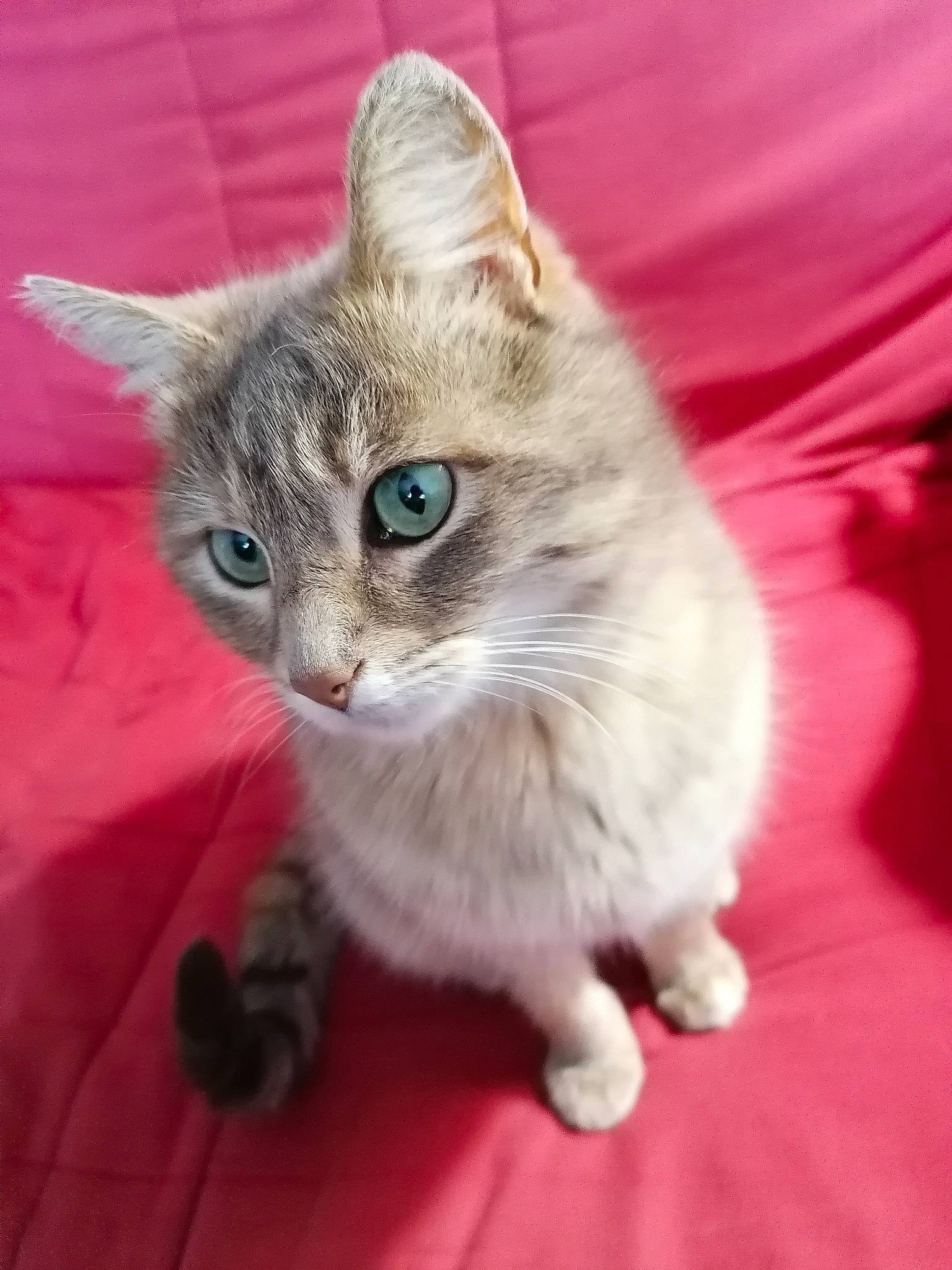 Baya participe au concours pour gagner de l'argent avec cette photo : carnivore, cat, cat_furniture, cat_toy, claw, domestic_short_haired_cat, fashion_accessory, fawn, felidae, flooring, fur, paw, plant, small_to_medium_sized_cats, snout, tail, whiskers