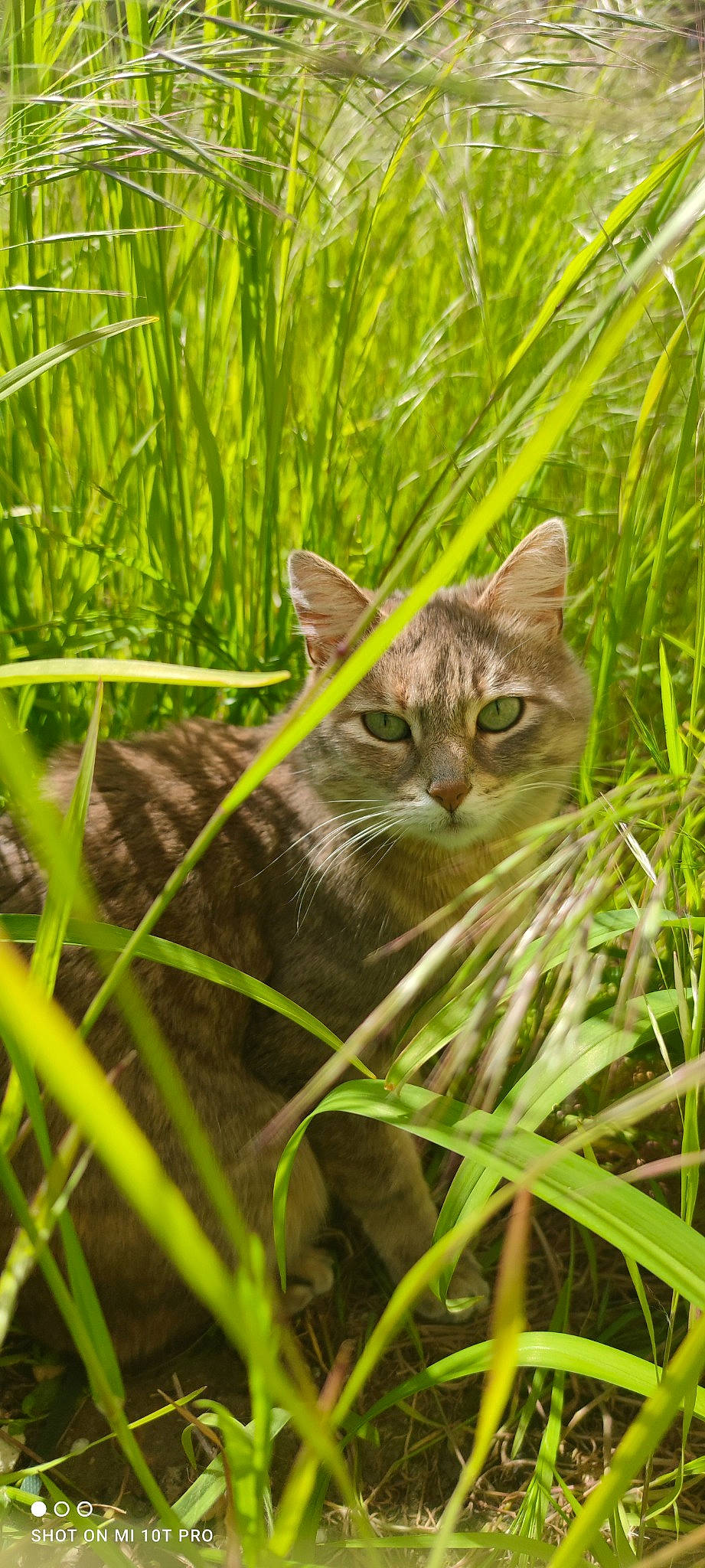 Baya a rejoint le concours — aidez-le/la à gagner de superbes lots ! carnivore, cat, close_up, domestic_short_haired_cat, eye, fawn, felidae, grass, grass_family, grassland, groundcover, organism, plant, small_to_medium_sized_cats, snout, tail, terrestrial_animal, terrestrial_plant, vertebrate, whiskers