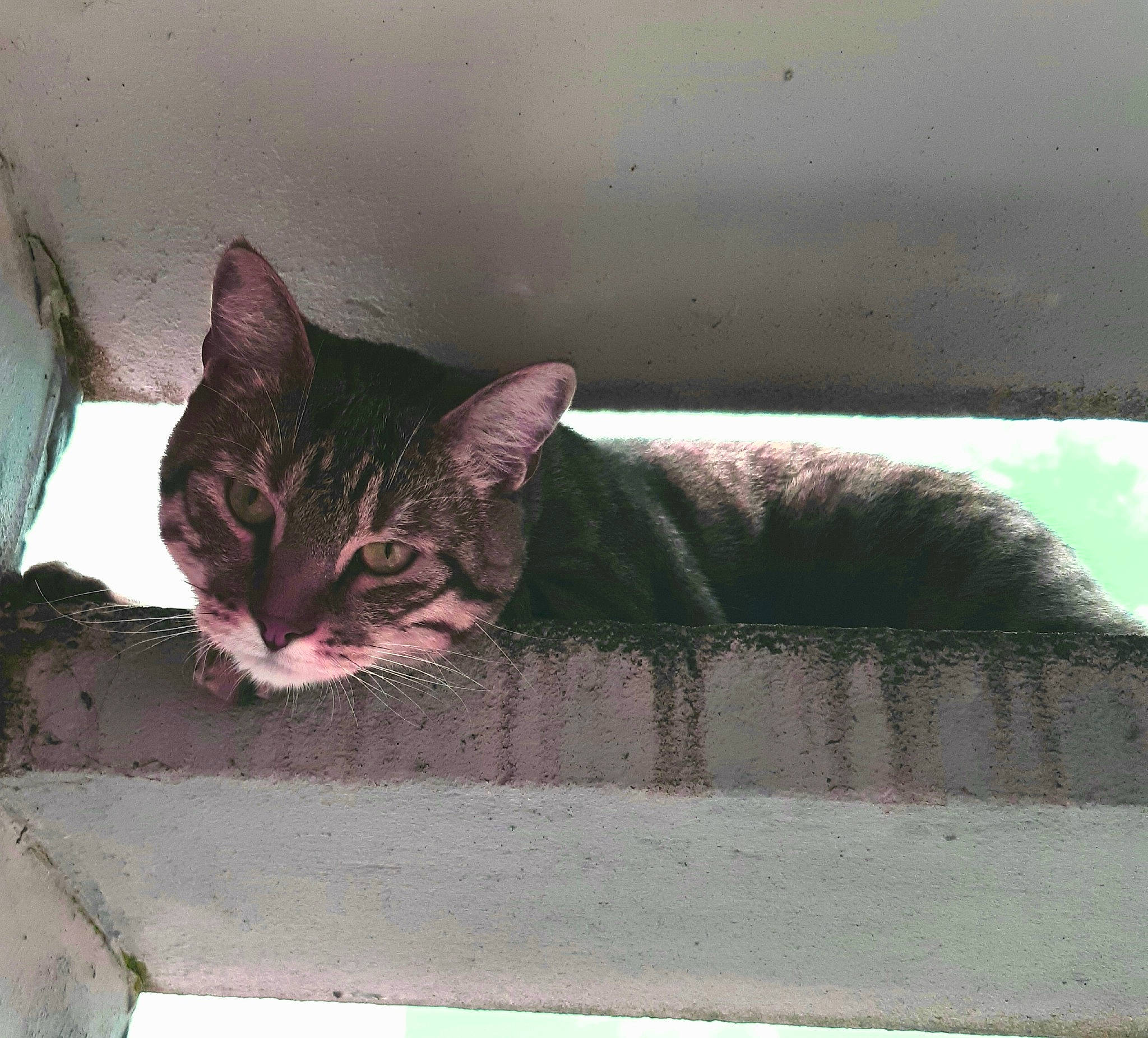 Mowgli a rejoint le concours — aidez-le/la à gagner de superbes lots ! aegean_cat, asian, carnivore, cat, domestic_short_haired_cat, dragon_li, european_shorthair, felidae, kitten, small_to_medium_sized_cats, snout, tabby_cat, whiskers, window