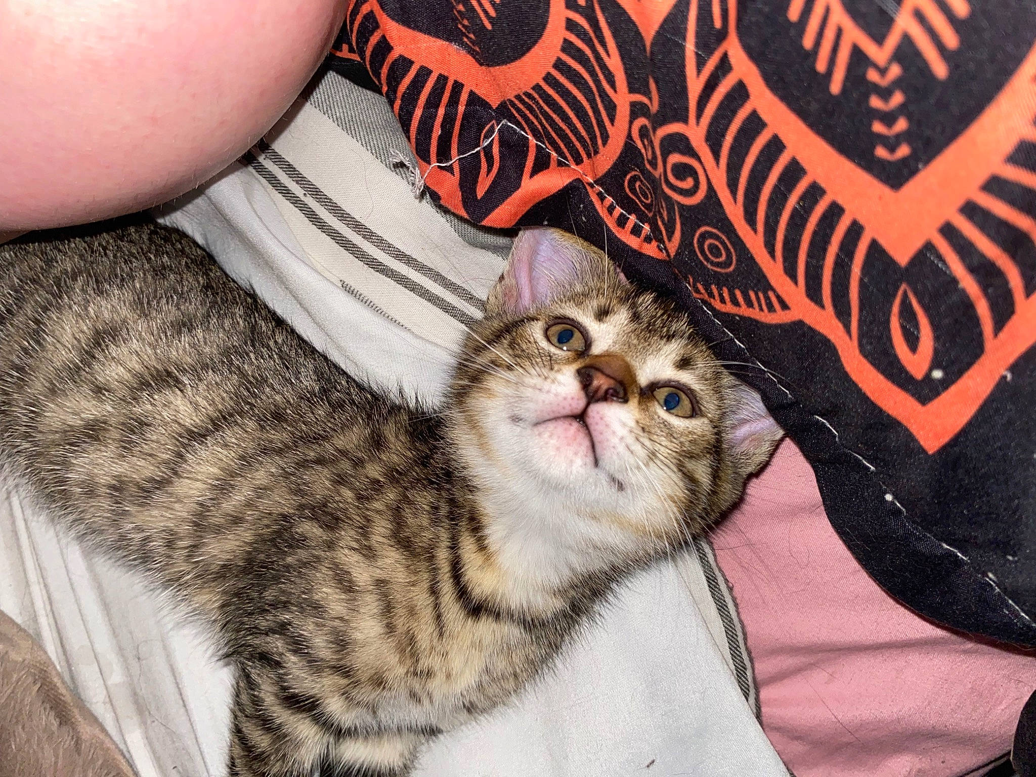 Jasper joined the competition — help win amazing prizes! carnivore, cat, claw, comfort, domestic_short_haired_cat, eye, felidae, font, fur, nail, pattern, paw, sleeve, small_to_medium_sized_cats, snout, terrestrial_animal, whiskers