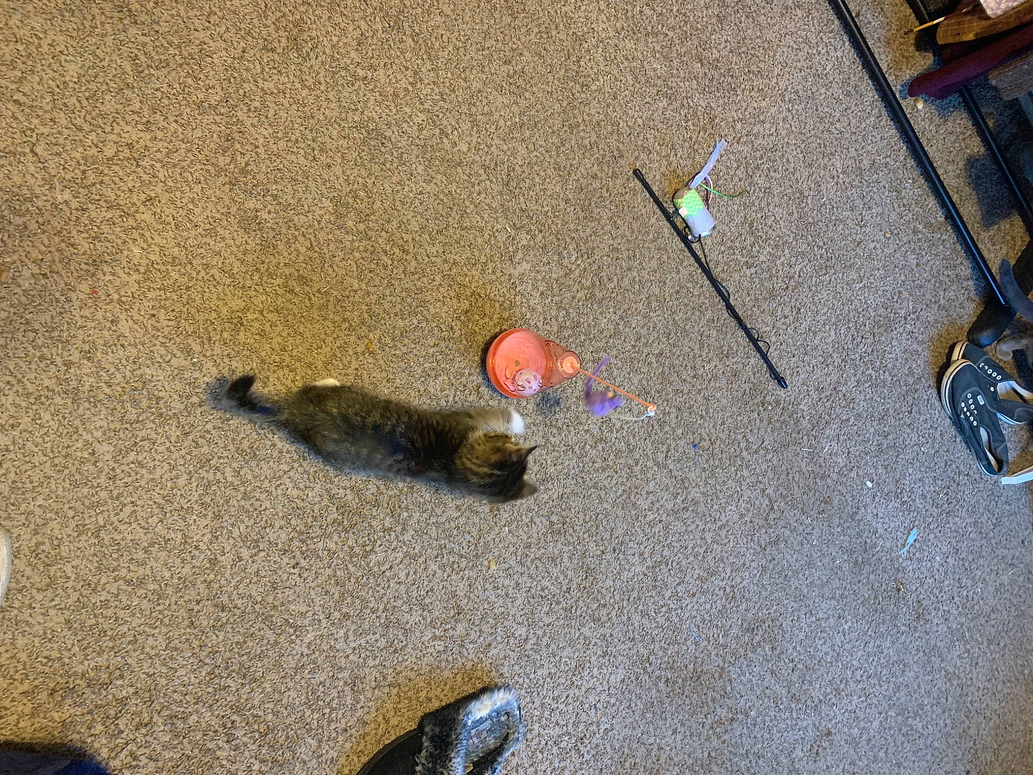 Jupiter is registered to the contest to win money with this photo: asphalt, city, cobblestone, concrete, curb, flooring, foot, fun, landscape, recreation, road, road_surface, sand, shadow, sidewalk, soil, street, tail, tar, wood