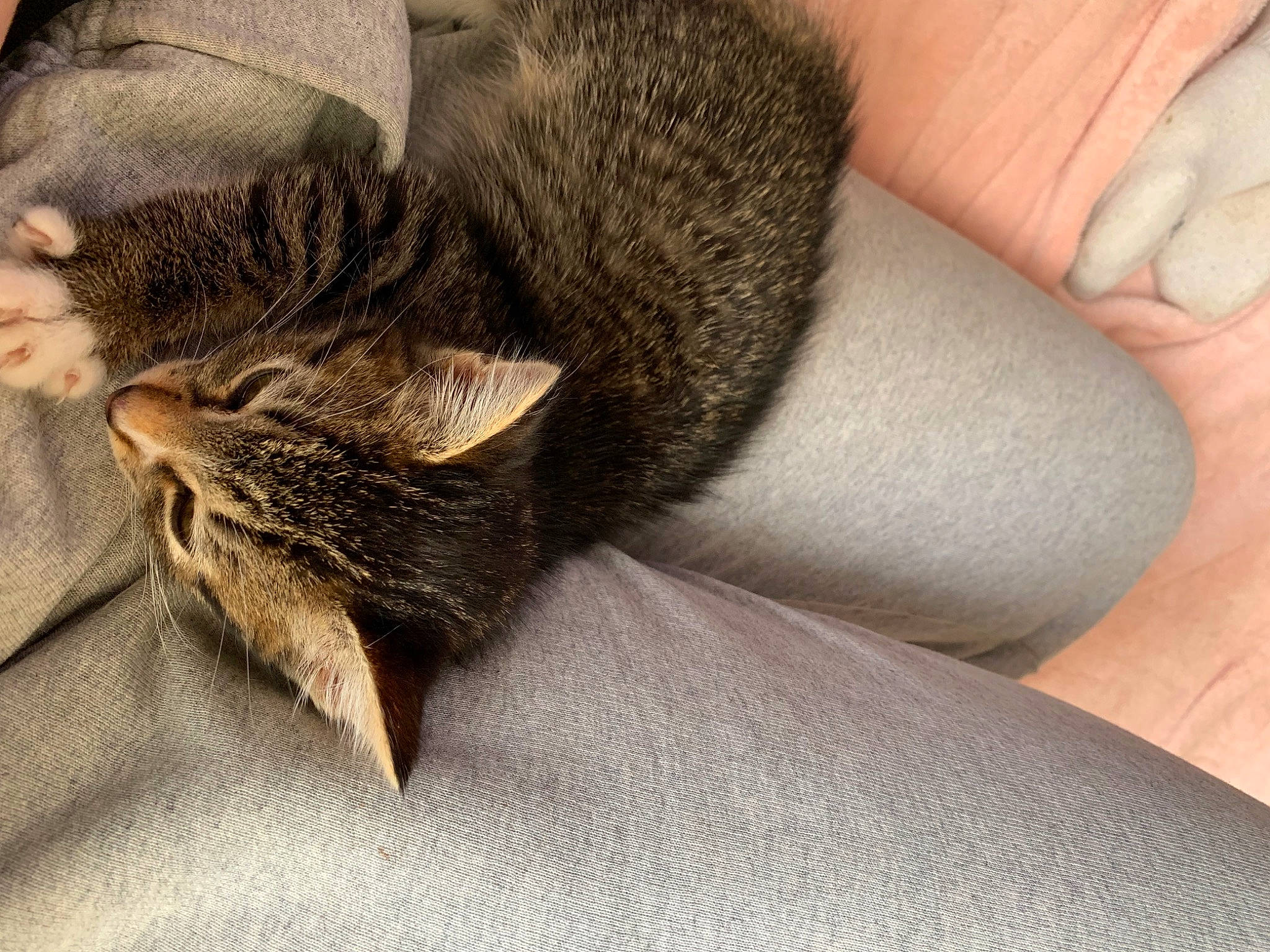 Jupiter is registered to the contest to win money with this photo: carnivore, cat, claw, comfort, domestic_short_haired_cat, felidae, fur, grey, human_leg, linens, nail, nap, paw, sleep, small_to_medium_sized_cats, snout, tail, terrestrial_animal, whiskers