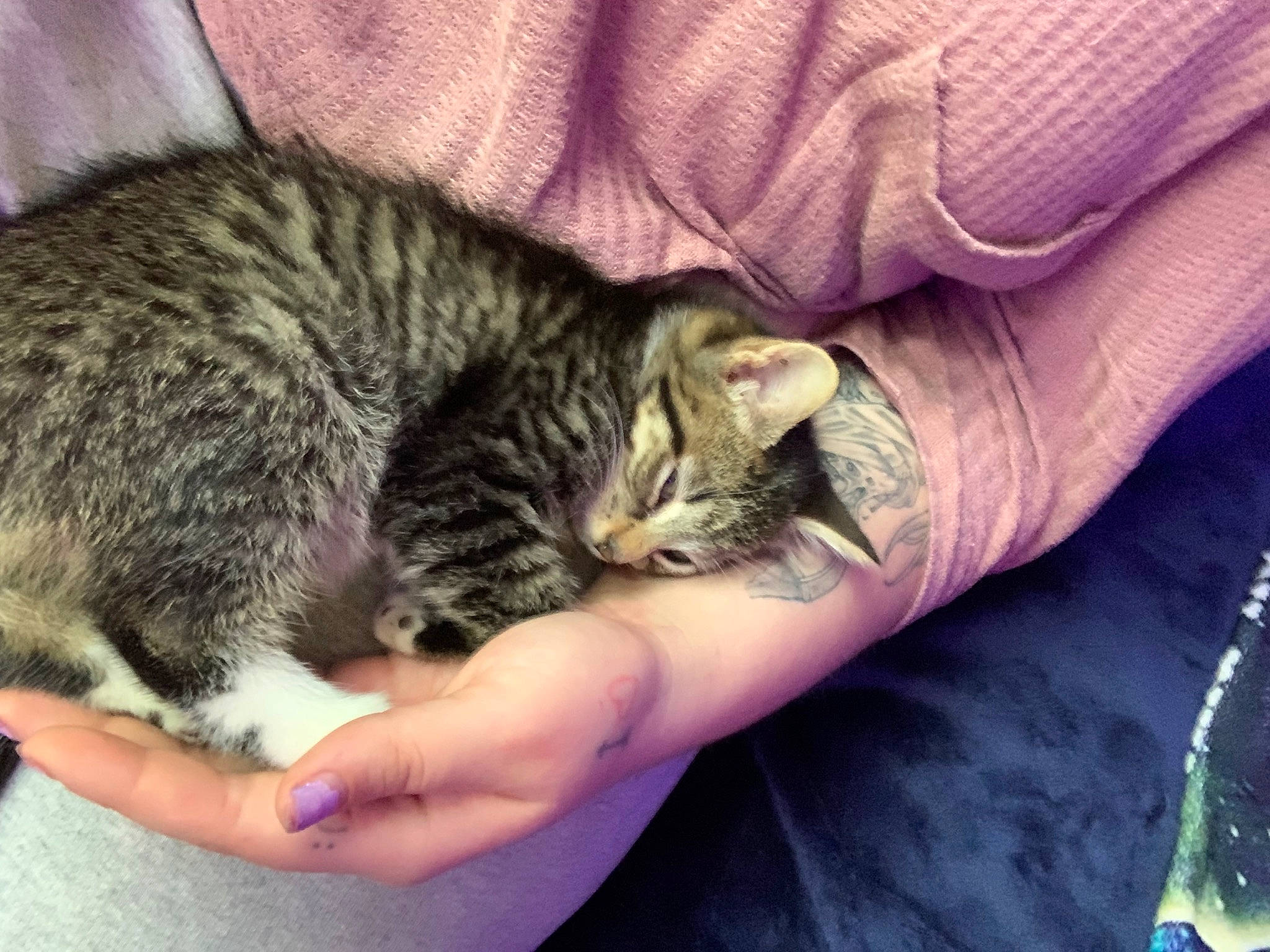 Jupiter joined the competition — help win amazing prizes! carnivore, cat, claw, comfort, domestic_short_haired_cat, felidae, finger, fur, grass, nail, nap, paw, sleep, small_to_medium_sized_cats, snout, tail, terrestrial_animal, whiskers