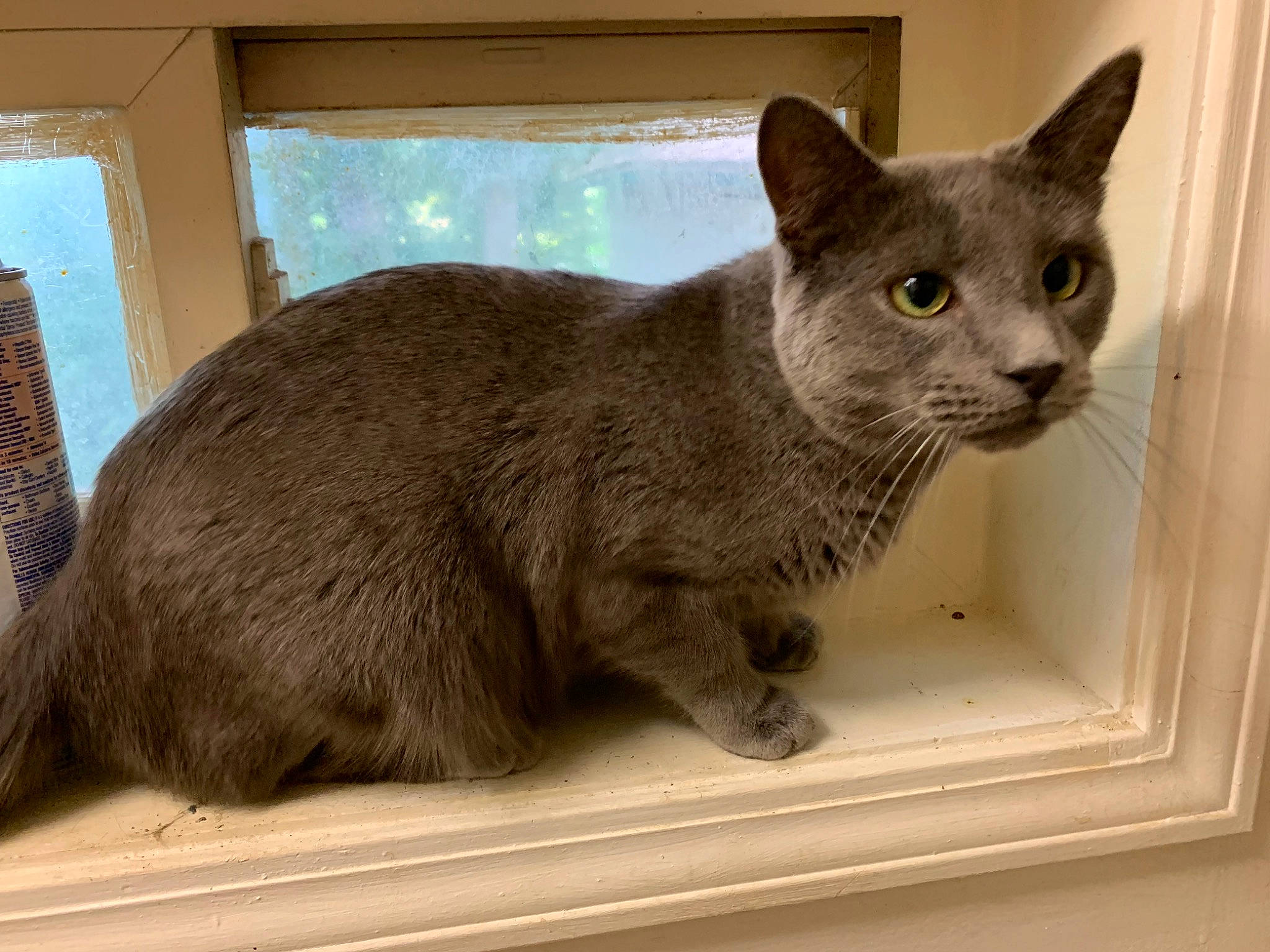 Stoney is registered to the contest to win money with this photo: carnivore, cat, cat_supply, domestic_short_haired_cat, felidae, fur, russian_blue, small_to_medium_sized_cats, snout, tail, terrestrial_animal, whiskers, window