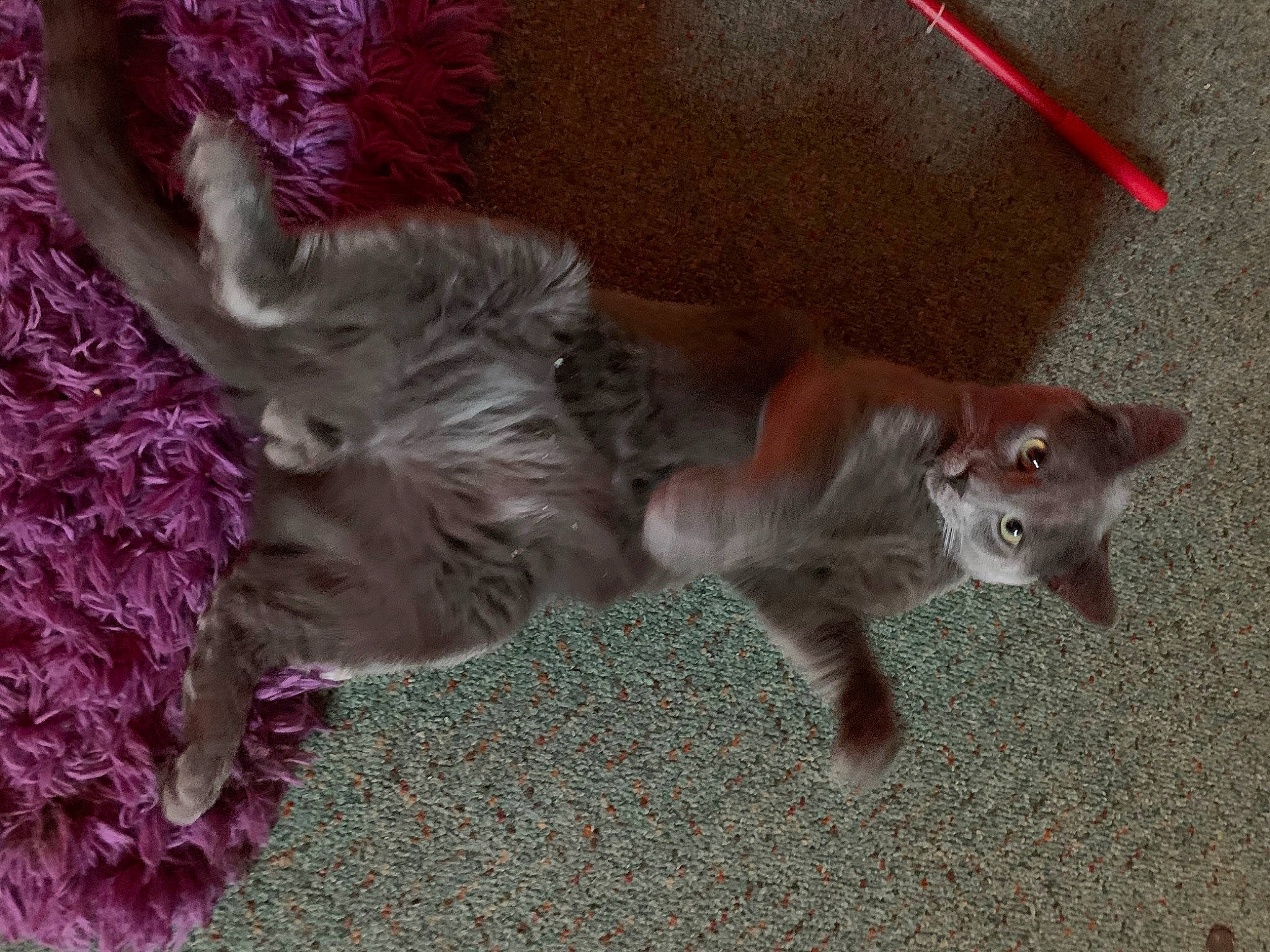 Stoney is registered to the contest to win money with this photo: black_cat, canidae, carnivore, cat, companion_dog, dog_breed, domestic_short_haired_cat, fawn, felidae, fur, grey, liver, mammal, paw, russian_blue, small_to_medium_sized_cats, snout, tail, terrestrial_animal, whiskers