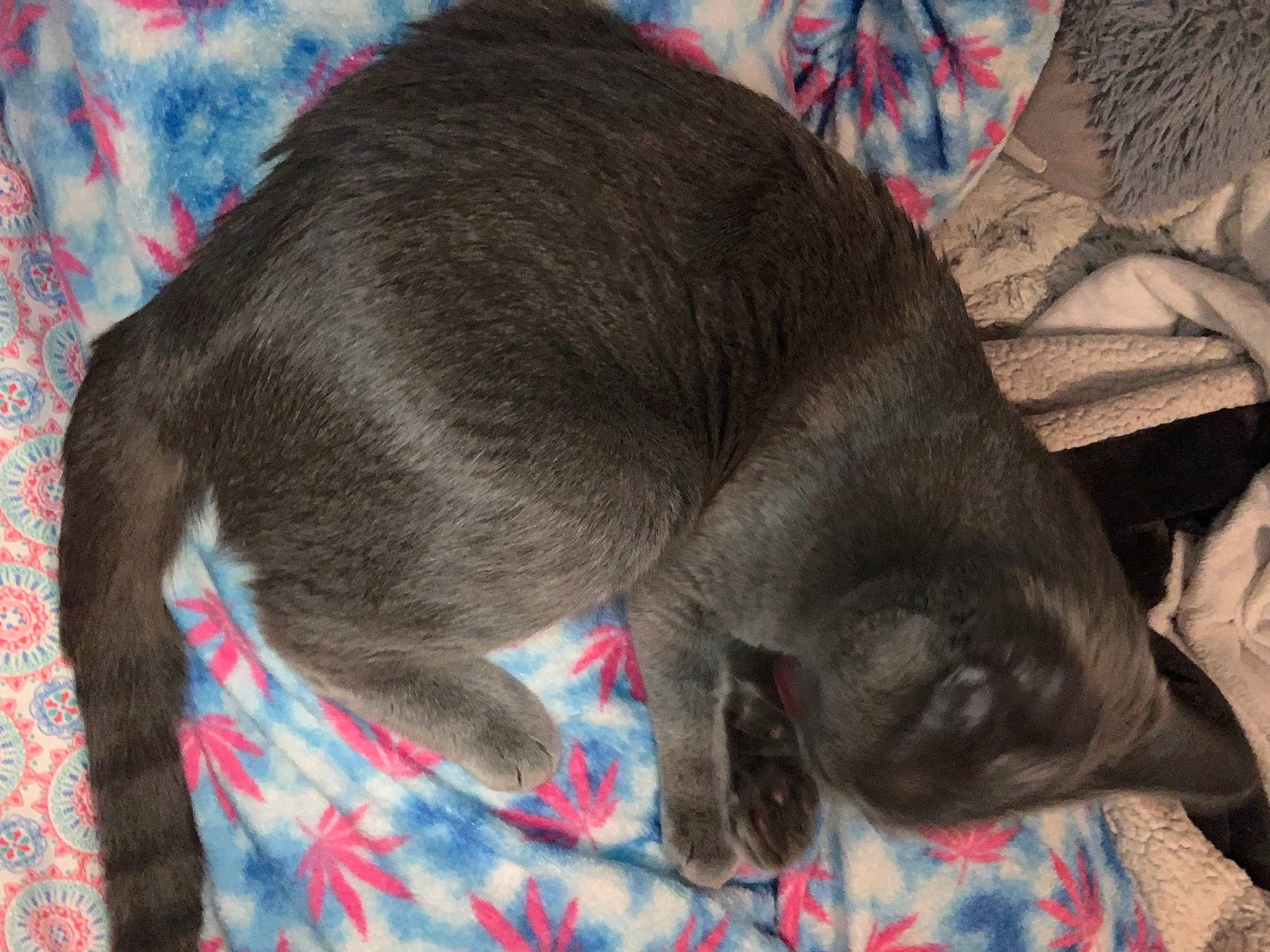 Stoney is registered to the contest to win money with this photo: carnivore, cat, collar, comfort, dog_breed, domestic_short_haired_cat, felidae, fur, grey, liver, russian_blue, small_to_medium_sized_cats, snout, sporting_group, terrestrial_animal, whiskers