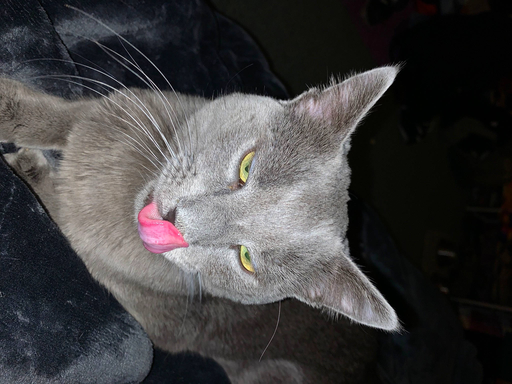 Stoney joined the competition — help win amazing prizes! art, carnivore, cat, domestic_short_haired_cat, ear, felidae, fur, grey, havana_brown, paw, russian_blue, small_to_medium_sized_cats, snout, whiskers