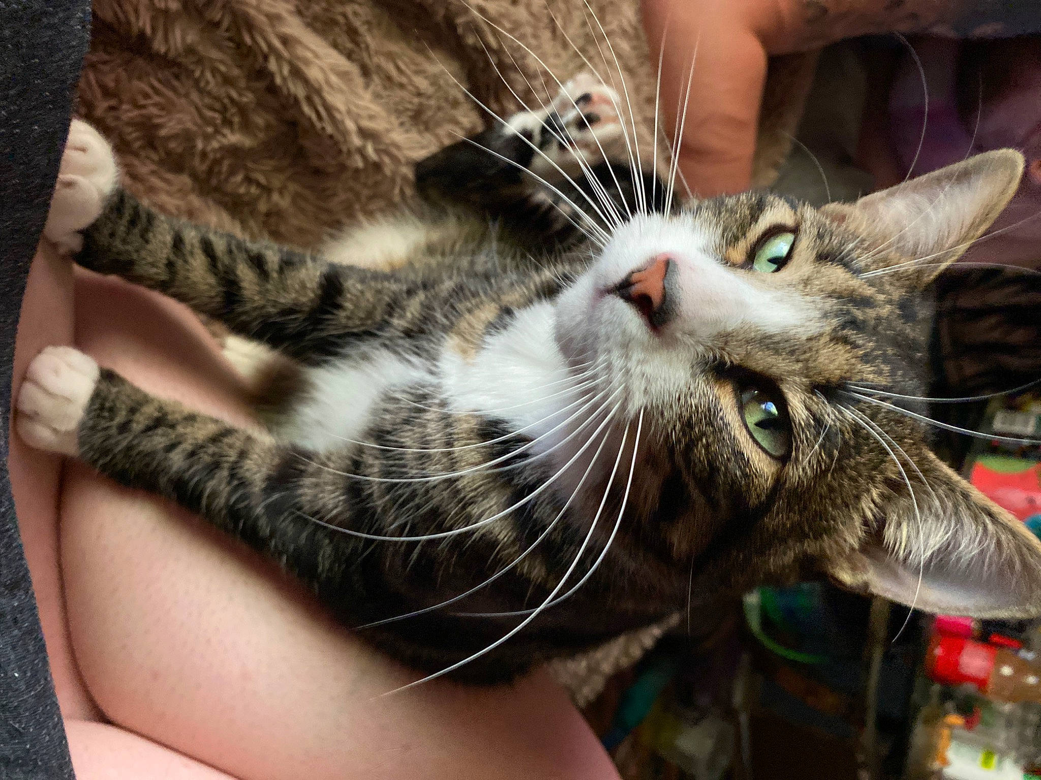 Luchiano joined the competition — help win amazing prizes! carnivore, cat, claw, close_up, comfort, domestic_short_haired_cat, ear, felidae, fur, nail, paw, small_to_medium_sized_cats, snout, whiskers