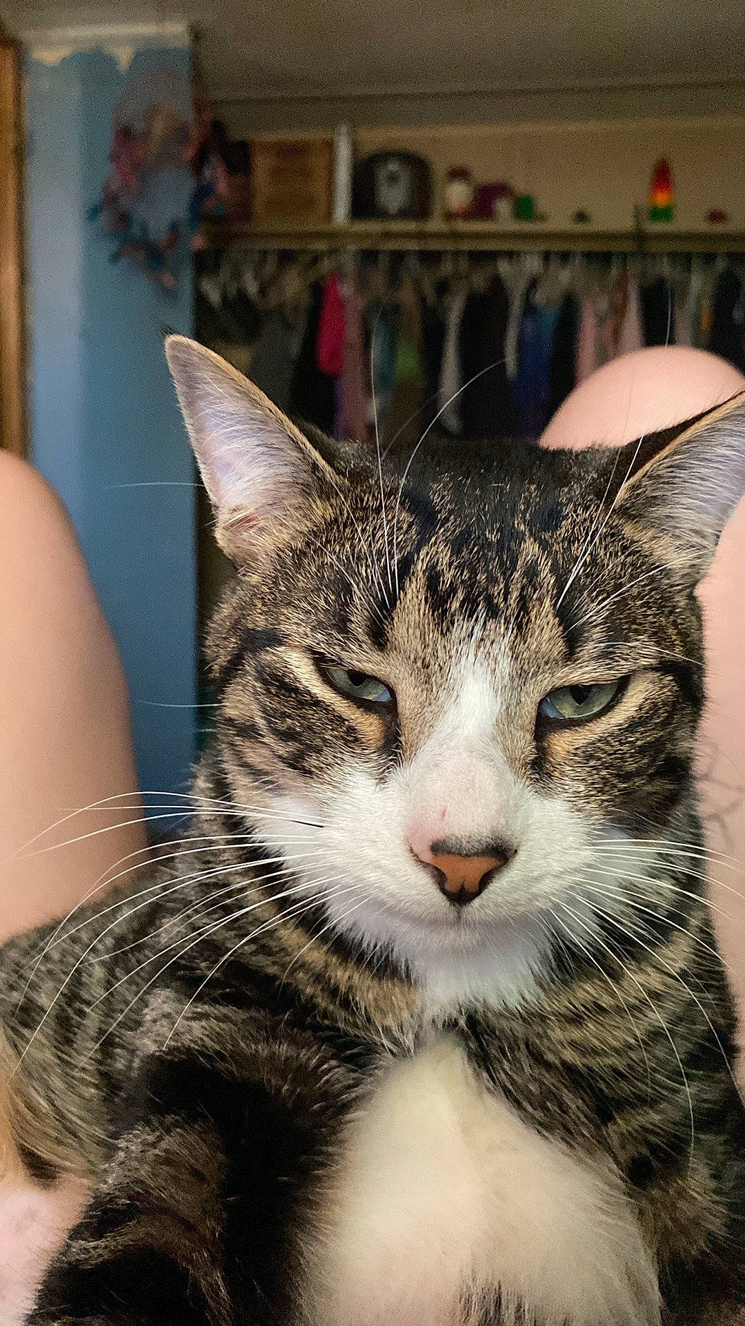 Luchiano is registered to the contest to win money with this photo: carnivore, cat, domestic_short_haired_cat, felidae, fur, small_to_medium_sized_cats, snout, terrestrial_animal, whiskers, window