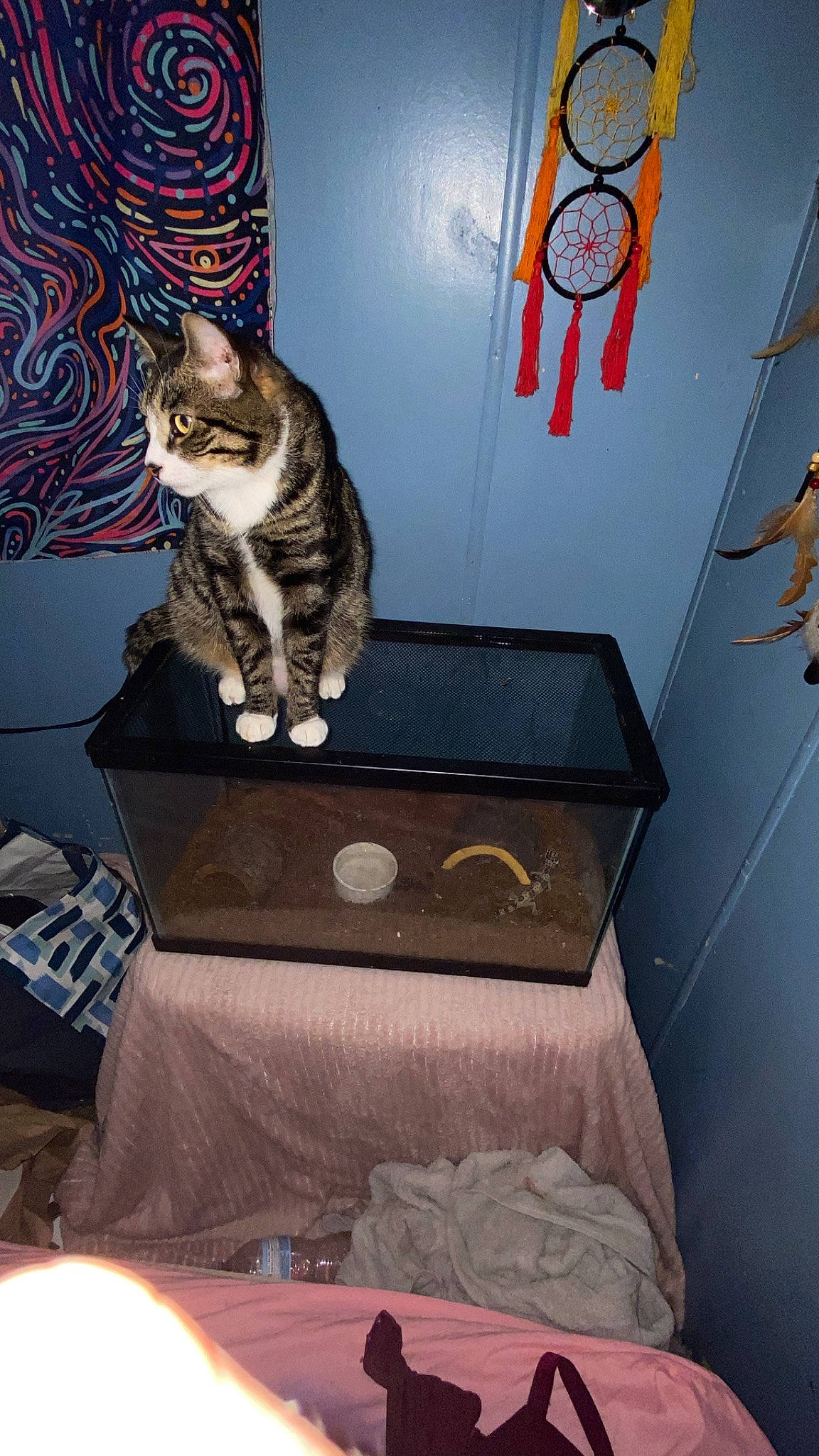 Luchiano joined the competition — help win amazing prizes! art, bag, box, carnivore, cat, cat_supply, comfort, couch, domestic_short_haired_cat, felidae, fur, grey, linens, room, shelf, small_to_medium_sized_cats, stairs, tail, visual_arts, whiskers