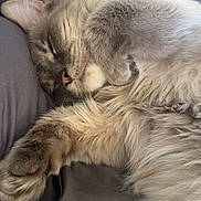 Jackson joined the competition — help win amazing prizes! cat, sleeping, fluffy, fur, paw, indoor, cozy, resting, cute, pet, animal, feline, closeup, soft, blanket, relax, whiskers, nose, ears, comfort