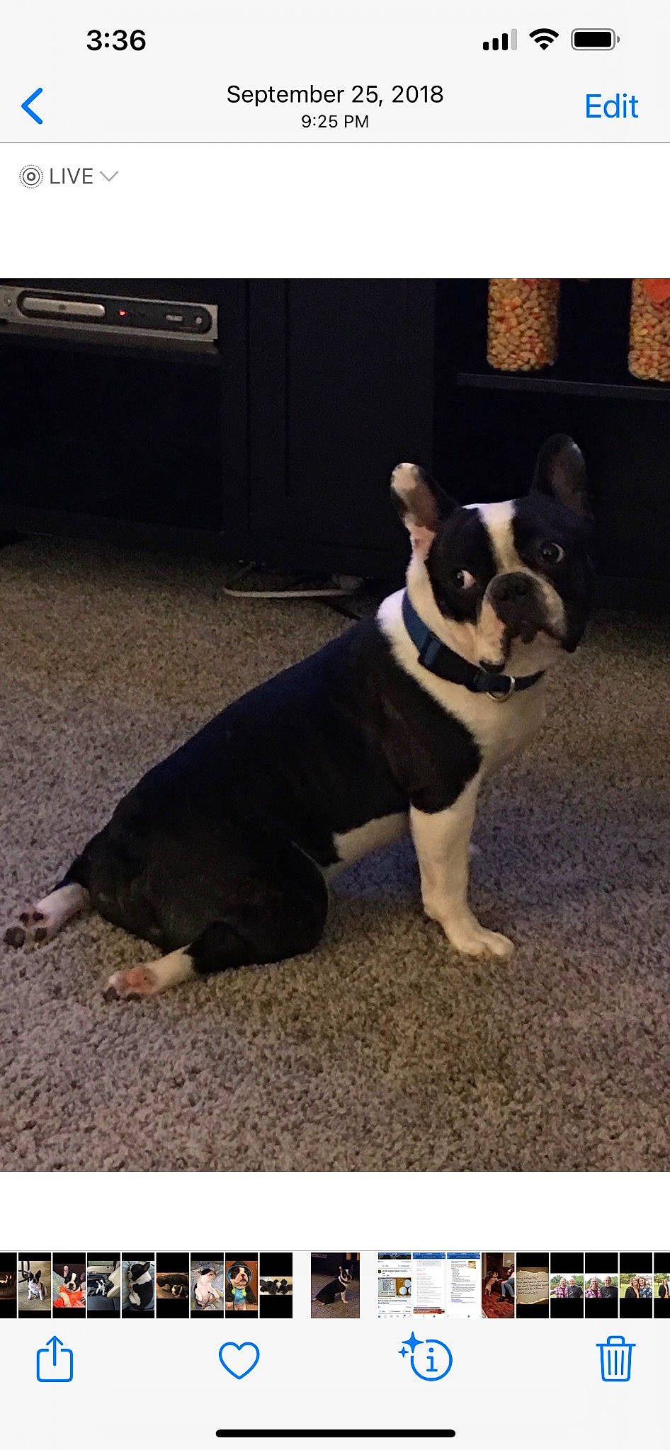 D U B joined the competition — help win amazing prizes! boston_terrier, bulldog, canidae, carnivore, collar, companion_dog, dog, dog_breed, dog_collar, eyewear, fashion_accessory, fawn, leash, pet_supply, road_surface, snout, sporting_group, tail, toy_dog, working_animal