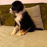 Yuki participe au concours pour gagner de l'argent avec cette photo : puppy, dog, tricolor, pet, sitting, couch, cushion, indoor, fur, cute, animal, young, side_view, fluffy, domestic_animal, canine, cozy, soft, attention, companion