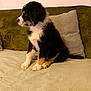 puppy, dog, tricolor, pet, sitting, couch, cushion, indoor, fur, cute, animal, young, side_view, fluffy, domestic_animal, canine, cozy, soft, attention, companion