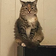 Tigger joined the competition — help win amazing prizes! cat, fluffy, long_hair, tabby, pet, animal, portrait, sitting, perched, indoors, home, wall, wood_paneling, furniture, black_surface, front_facing, whiskers, ears, green_eyes, serious_expression
