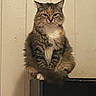 cat, fluffy, long_hair, tabby, pet, animal, portrait, sitting, perched, indoors, home, wall, wood_paneling, furniture, black_surface, front_facing, whiskers, ears, green_eyes, serious_expression
