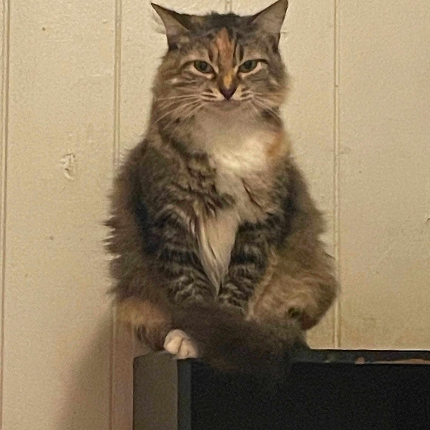 Tigger